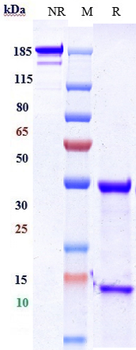ERBB1 / EGFR / HER1 Reference Antibody (matuzumab)