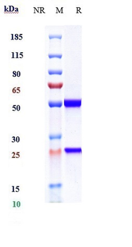 IL-13 Reference Antibody (dectrekumab)