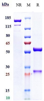 Mesothelin Reference Antibody (anetumab ravtansine)