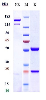 INHBA / Activin A Reference Antibody (garetosmab)