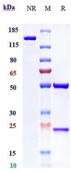 TGFb1 Reference Antibody (Metelimumab)
