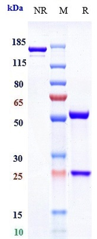 IL-6Ra / CD126 Reference Antibody (APX007)
