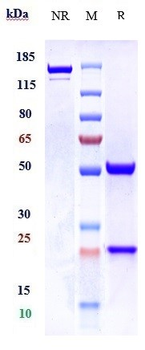 Phosphorylcholine Reference Antibody (ATH3G10)