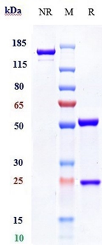 Spike RBD Reference Antibody (Tixagevimab)
