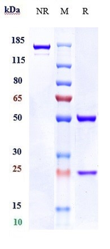 RG1 Reference Antibody (19G9)