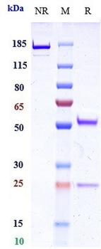 TNFRSF17 / BCMA / CD269 Reference Antibody (belantamab mafodotin)