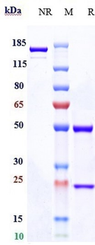TIM-3 / HAVCR2 / CD366 Reference Antibody (Surzebiclimab)