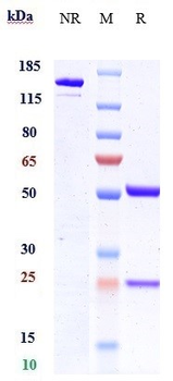 AXL / UFO Reference Antibody (mipasetamAb)