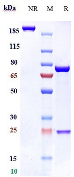 PcrV Reference Antibody (Gremubamab)