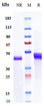 TNFSF5 / CD40L / CD154 Reference Antibody (letolizumab)