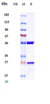 IL-13 Reference Antibody (cendakimab)