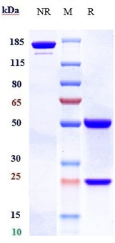 PCSK9 Reference Antibody (bococizumab)
