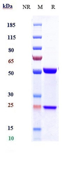 IL-21 Reference Antibody (avizakimab)