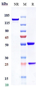 Spike RBD Reference Antibody (Amubarvimab)