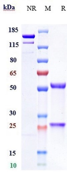 Spike RBD Reference Antibody (Romlusevimab)