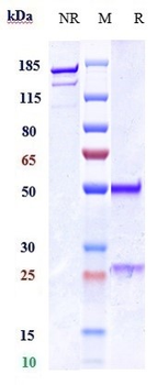 MPL / TPOR / CD110 Reference Antibody (TA136)