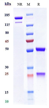 MICA Reference Antibody (CLN-619)