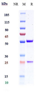 IL-1RL1 / ST2 / IL-33R Reference Antibody (melrilimab)
