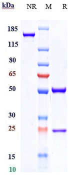 GPNMB Reference Antibody (glembatumumab)