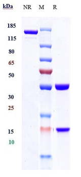 ALCAM/CD166 Reference Antibody (praluzatamab ravtansine)