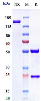 Integrin aV / ITGAV / CD51 Reference Antibody (abituzumab)