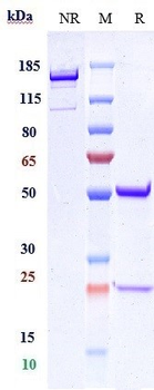 GDF8 / Myostatin Reference Antibody (domagrozumab)