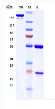 ERBB1 / EGFR / HER1 Reference Antibody (modotuximab)