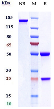 ACVR1 / ALK-2 Reference Antibody (DS-6016a)