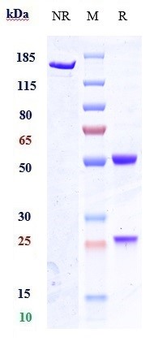 GPR20 Reference Antibody (DS-6157)
