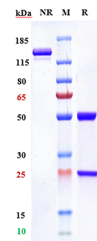 TROP2 Reference Antibody (datopotamab deruxtecan)