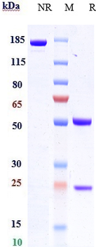CCL20 Reference Antibody (GSK3050002)