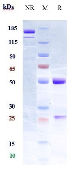 RGMA Reference Antibody (elezanumab)