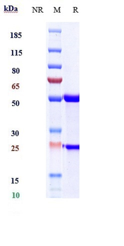 CD20 Reference Antibody (ocaratuzumab)