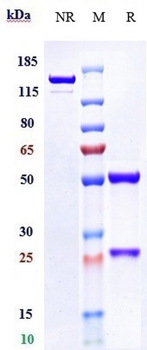 PDCD1 / PD-1 / CD279 Reference Antibody (Rulonilimab)