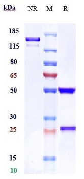 FcgR2a / CD32a Reference Antibody (VIB9600)