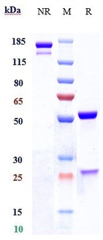 NOTCH1 Reference Antibody (brontictuzumab)