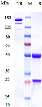 CD46 Reference Antibody (FOR46)