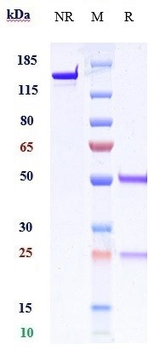 B7-H1 / PD-L1 / CD274 Reference Antibody (garivulimab)