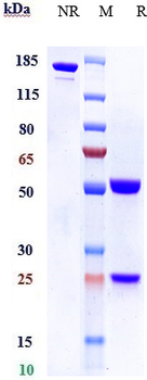 FGF19 Reference Antibody (1A6)