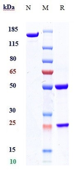 Tau Reference Antibody (gosuranemab)