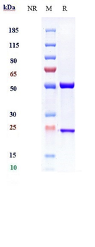 IL-13 Reference Antibody (GSK 679586)