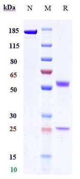 PVRIG Reference Antibody (GSK4381562)