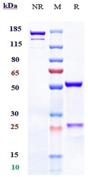 TNFSF13B / BAFF / CD257 Reference Antibody (belimumab)