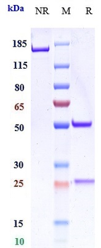 LAG3 / CD223 Reference Antibody (encelimab)