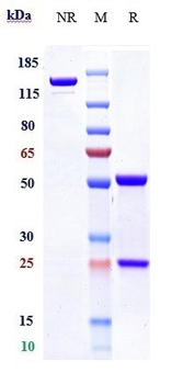 F9 / Factor IX Reference Antibody (emicizumab)