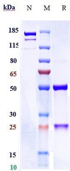 ERBB2 / HER2 / CD340 Reference Antibody (Anbenitamab)