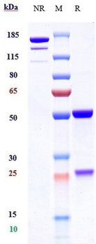 PA Reference Antibody (Raxibacumab)