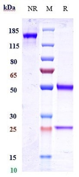 CD20 Reference Antibody (zuberitamab)