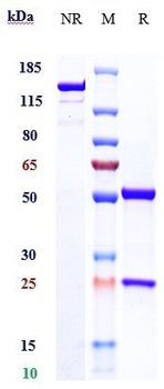 B7-H1 / PD-L1 / CD274 Reference Antibody (sudubrilimab)