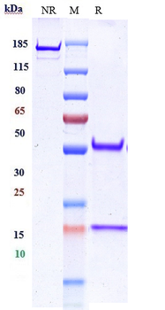 Sialyl-Lewis A Reference Antibody (MVT-5873)